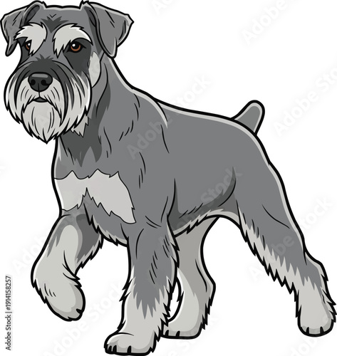 Standard Schnauzer Dog walking relaxed movement illustration
