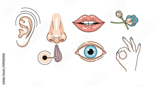 Educational illustration of the five human senses featuring an ear for hearing, nose for smell, eye for sight, mouth for taste, and a hand.