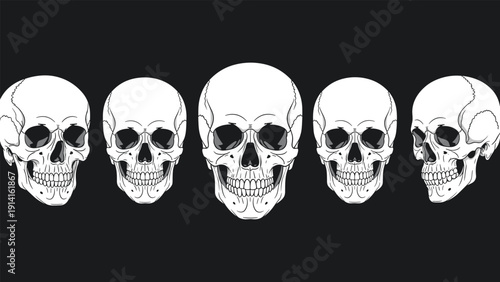 Realistic human skull drawings viewed from five different angles arranged in a horizontal row against a dark charcoal background.