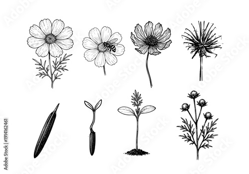 Cosmo Flower Life Cycle Hand Drawn Illustration Vector by AZ for Books, Arts, Design and Decoration Graphic Asset