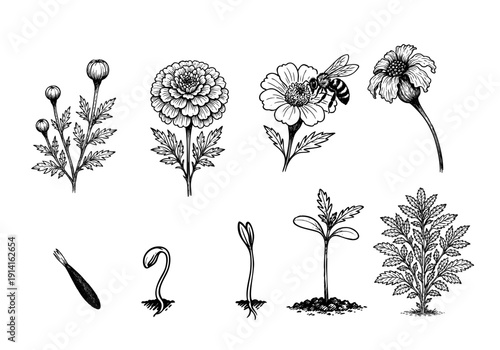 Marigold Life Cycle Hand Drawn Illustration Vector by AZ for Books, Arts, Design and Decoration Graphic Asset
