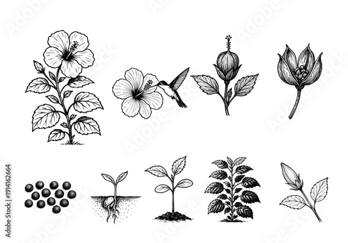 Hibiscus Flower Life Cycle Hand Drawn Illustration Vector by AZ for Books, Arts, Design and Decoration Graphic Asset
