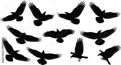 Flying bird silhouettes collection isolated on white background, black avian wings spread, wildlife nature illustration design set