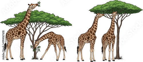 Giraffes eating leaves from acacia tree, African wildlife savanna animal vector illustration isolated on white background collection