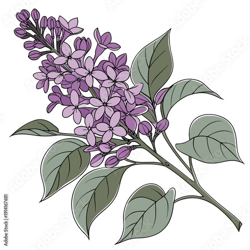 Purple Lilac Flowers Botanical Vector Illustration Transparent Background