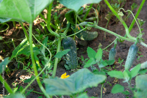 Several green cucumbers grow on bush in garden