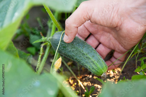 farmer hand picks ripe cucumber from bush