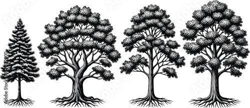 Set of Four Detailed Black and White Vector Illustrations of Deciduous and Coniferous Trees with Foliage and Visible Root Systems, Nature Designs