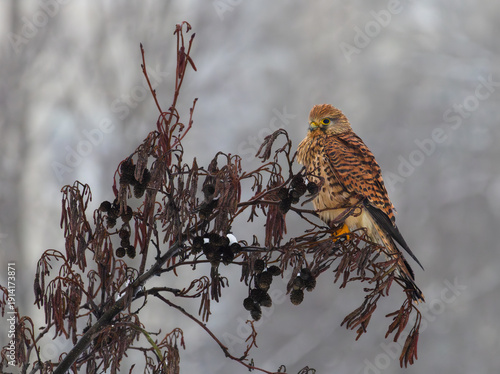 Kestrel on a branch