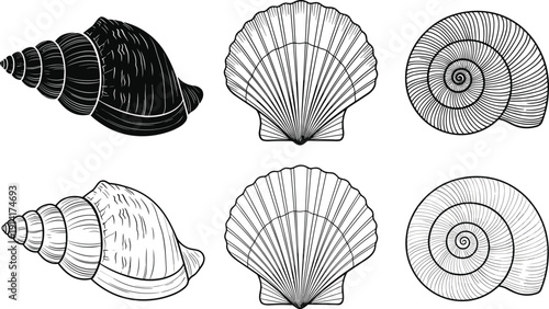 Seashell and Scallop Shell Illustrations Black and White outline vector