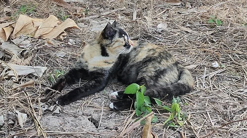 A tortoiseshell cat resting on dry leaves outdoors, calmly looking at the camera. Natural light captures a peaceful moment of a stray cat relaxing in a garden or rural environment.