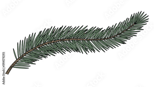 Single evergreen branch from a pine or fir tree shown with realistic needles in a colored line art style for winter holiday themes.