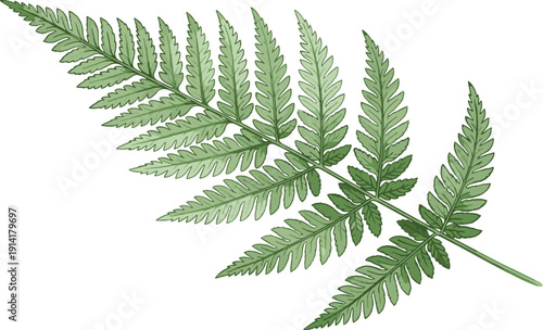 Detailed green fern leaf illustration with botanical foliage texture, natural forest plant element isolated on white background, hand drawn vector artwork