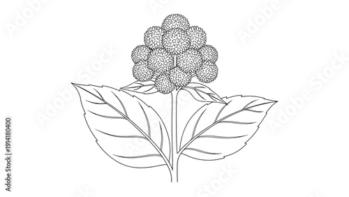 Botanical illustration of a plant with a dense cluster of round flowers on a stem between two large veined leaves in line art style.