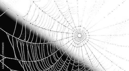 A spider web on a black and white background