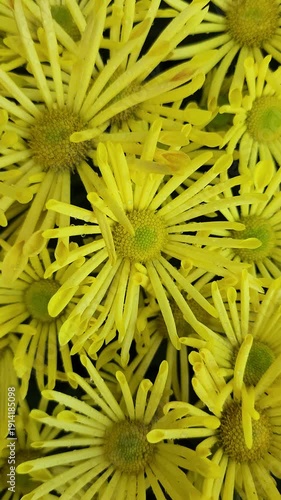 Close-up of bright yellow chrysanthemum flowers in full bloom, showing detailed petals and fresh texture, creating a natural floral pattern and vibrant background.