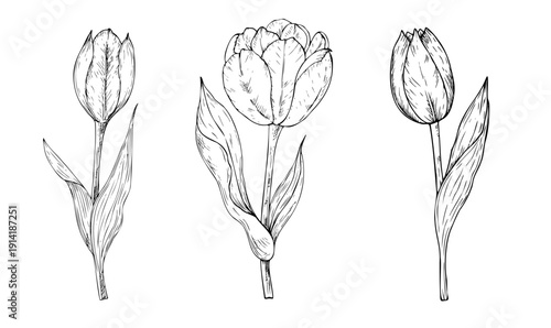 Vector tulip flowers set. Graphic easter spring hand drawn illustration isolated on background. Botanical and wedding, baby clip art. For greeting card, wallpaper, wrapping paper design, textile