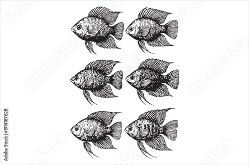 Vintage illustration of six convict cichlids in a grid pattern