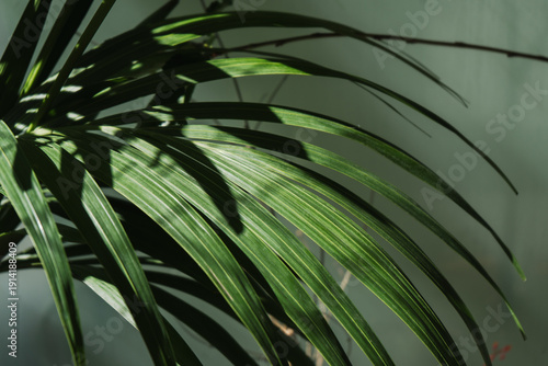 Close-up detail of the deep green leaves of the Kentia palm plant