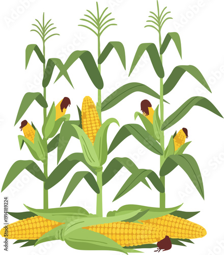 Vibrant illustration of ripe corn stalks with husks and kernels, showcasing agricultural bounty and natural harvest