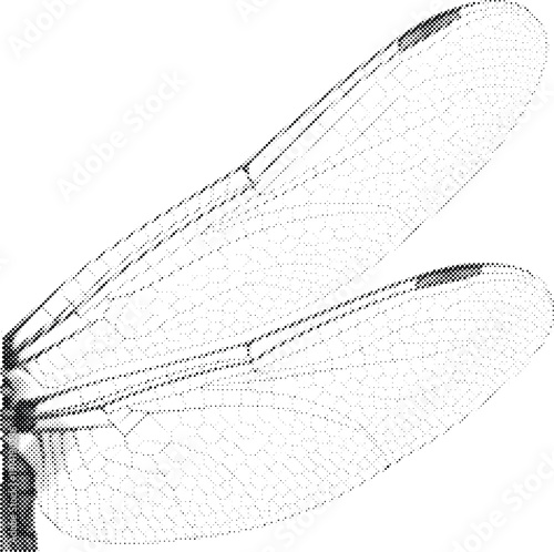 graphic component monochrome gray stippled illustration design element dragonfly wings insect