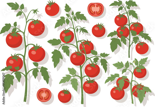 Vibrant ripe tomatoes growing on branches, fresh produce for healthy eating and culinary delights, botanical illustration