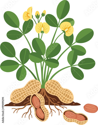 A detailed illustration of a peanut plant with mature peanuts, showcasing its root system and yellow flowers, highlighting the growth of this popular legume
