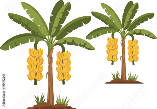 A Pair of Banana Trees Laden With Bunches of Ripe Yellow Bananas, Growing in a Tropical Environment