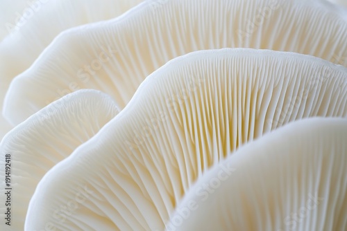 Close up of white mushroom gills, macro photography, soft lighting, high resolution photography, textural detail, natural white background, delicate lines and curves, high definition.