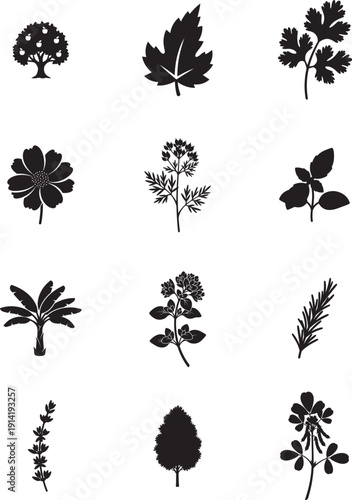 Botanical icon collection. Includes 11 plant silhouettes. Created in simple style with black and white color palette.