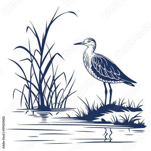 Blue heron standing by water with reeds bird white background