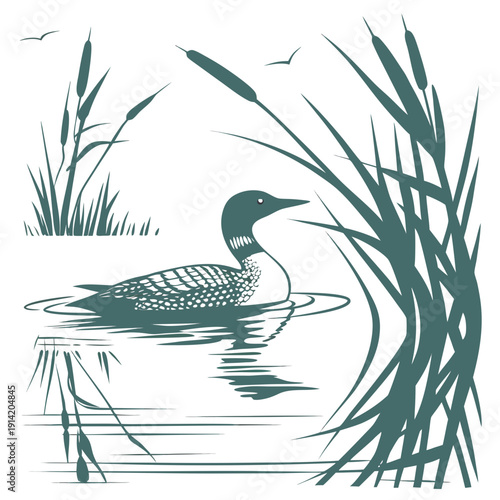 Loon swimming in water with cattails and reeds bird