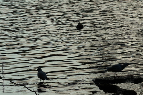 Three birds on a pond against a rippling water in black and white