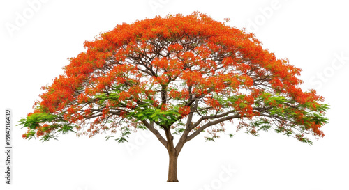 3d flamboyant tree with vibrant orange flowers isolated transparent bg, cutout png