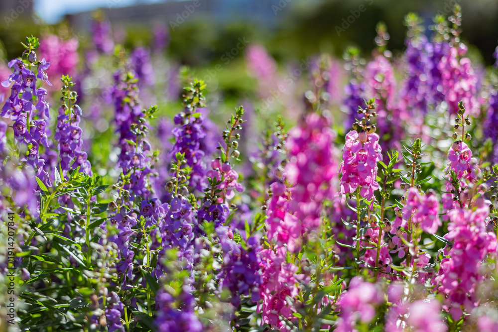 Fototapeta premium Vibrant Purple And Pink Flower Field In Bloom