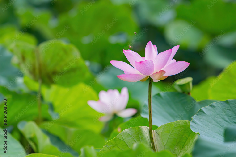 Obraz premium Pink Lotus Flower Blooming Among Green Leaves