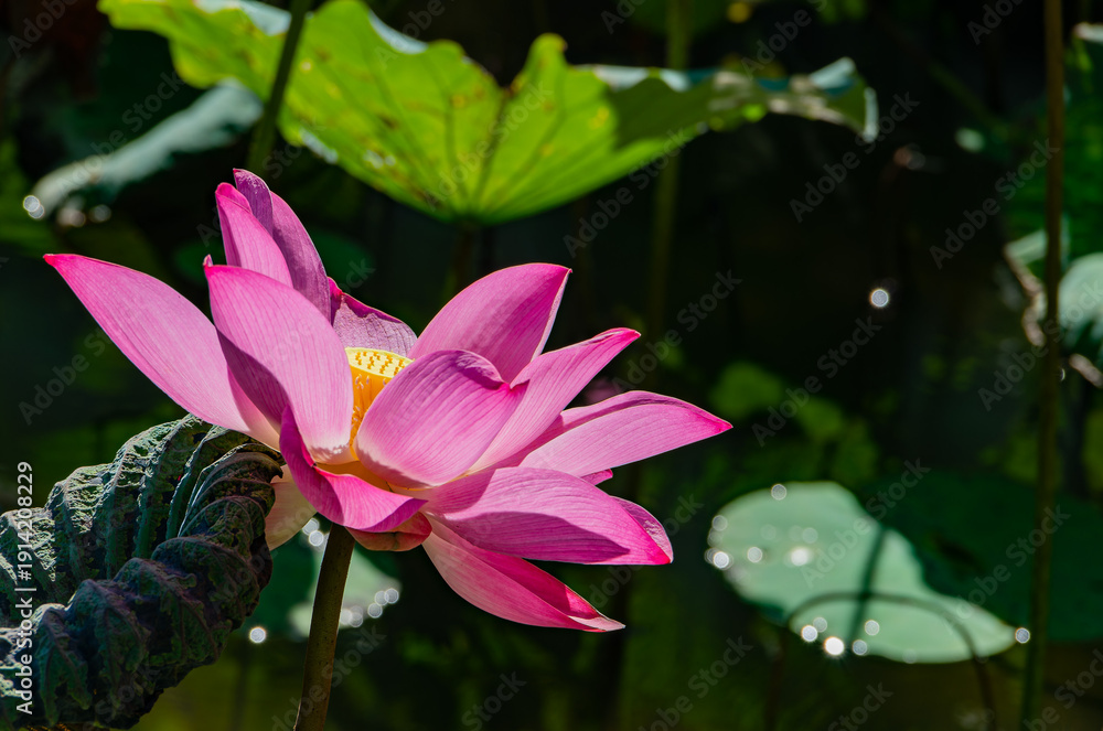 Fototapeta premium Vibrant Pink Lotus Blooming In Sunlight