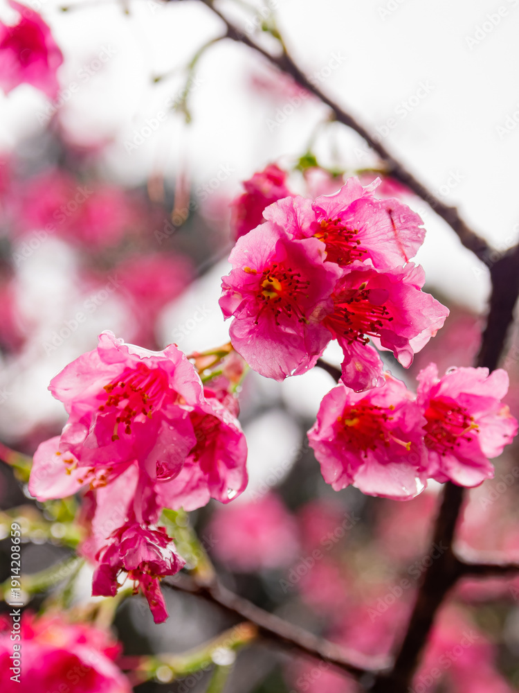 Obraz premium Pink Cherry Blossoms With Dew Drops
