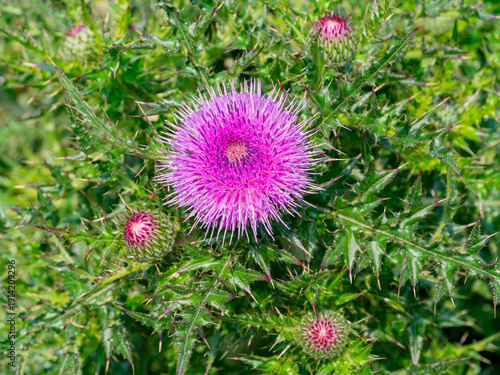 Wallpaper Mural Vibrant Purple Thistle Flower With Spiky Green Leaves Torontodigital.ca
