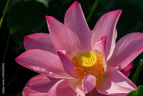 Wallpaper Mural Pink Lotus Flower In Full Bloom Torontodigital.ca