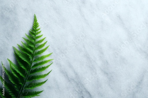 botanical flat lay, tranquil flat lay of a single fern frond on light gray marble, bathed in soft side window light, with ample copy space