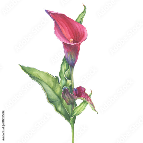 Beautiful single pink calla lily flower bouquet with green leaf (Zantedeschia rehmannii, pink arum lily). Floral botanical greeting card. Hand drawn watercolor painting illustration isolated on white