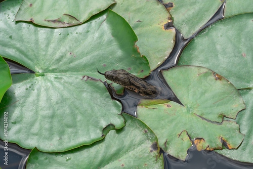 Water nonvenomous snake basks in sun on green lotus leaves. Adder natrix tessellata of colubridae family in its natural aquatic habitat. Lives near bodies of water where it hunts fish and amphibians.