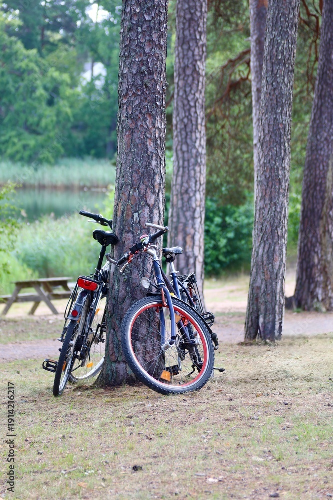Fototapeta premium Bicycles leaning against pine tree at forest campsite