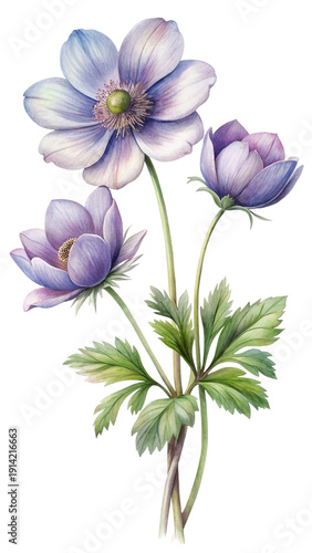 Watercolor painting of three delicate blue and purple anemone flowers