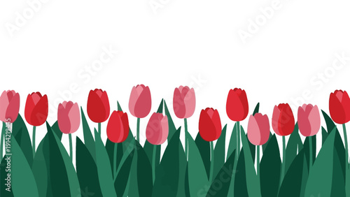 Row of red and pink tulips with green leaves against a white background. The vibrant colors and simple design convey a fresh, spring-like feel.