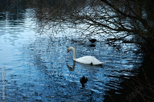 Swan resting on the water underneath the branches of a tree