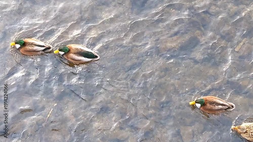 ducks swim in river, winter time