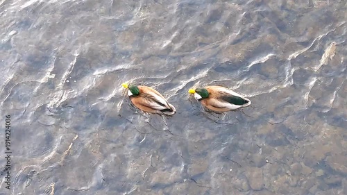 a flock of ducks in the water
