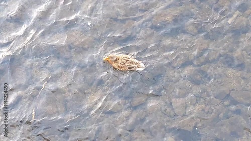 ducks swim in river, winter time